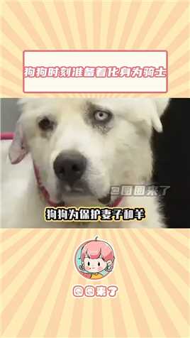 它是英雄#狗狗 可以为爱化身勇士