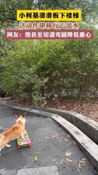 小柯基滑滑板下楼梯这动作堪称行云流水网友:他甚至知道弯腿降低重心